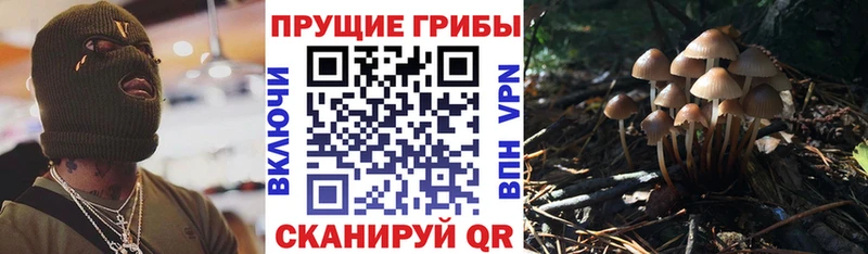 Галлюциногенные грибы Psilocybe  что такое   Юхнов 